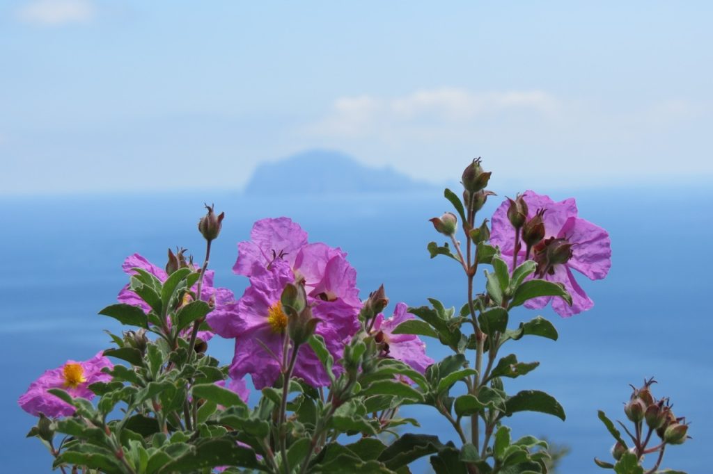 Rock rose (cistus) on Salina, Aeolian islands