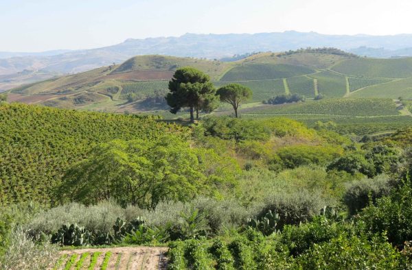 Vineyards at the Regaleali Estate
