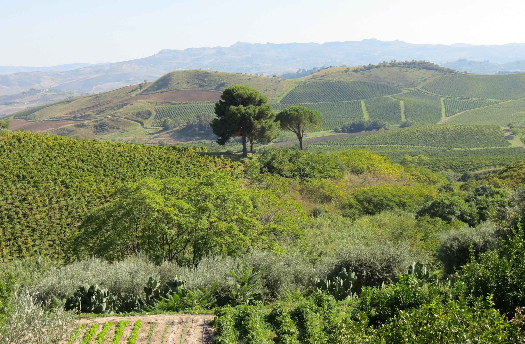 Vineyards at the Regaleali Estate