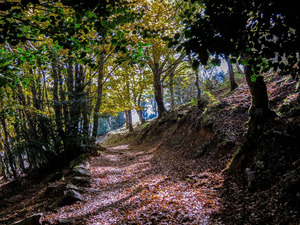 Forest in the Madonie