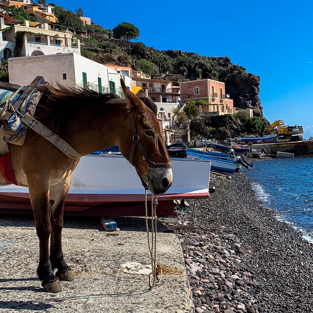 Mule on Alicudi