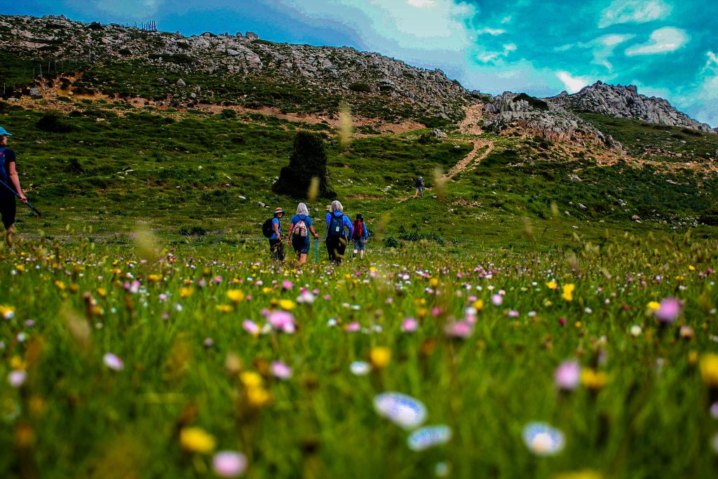 Spring flowers in the meadow