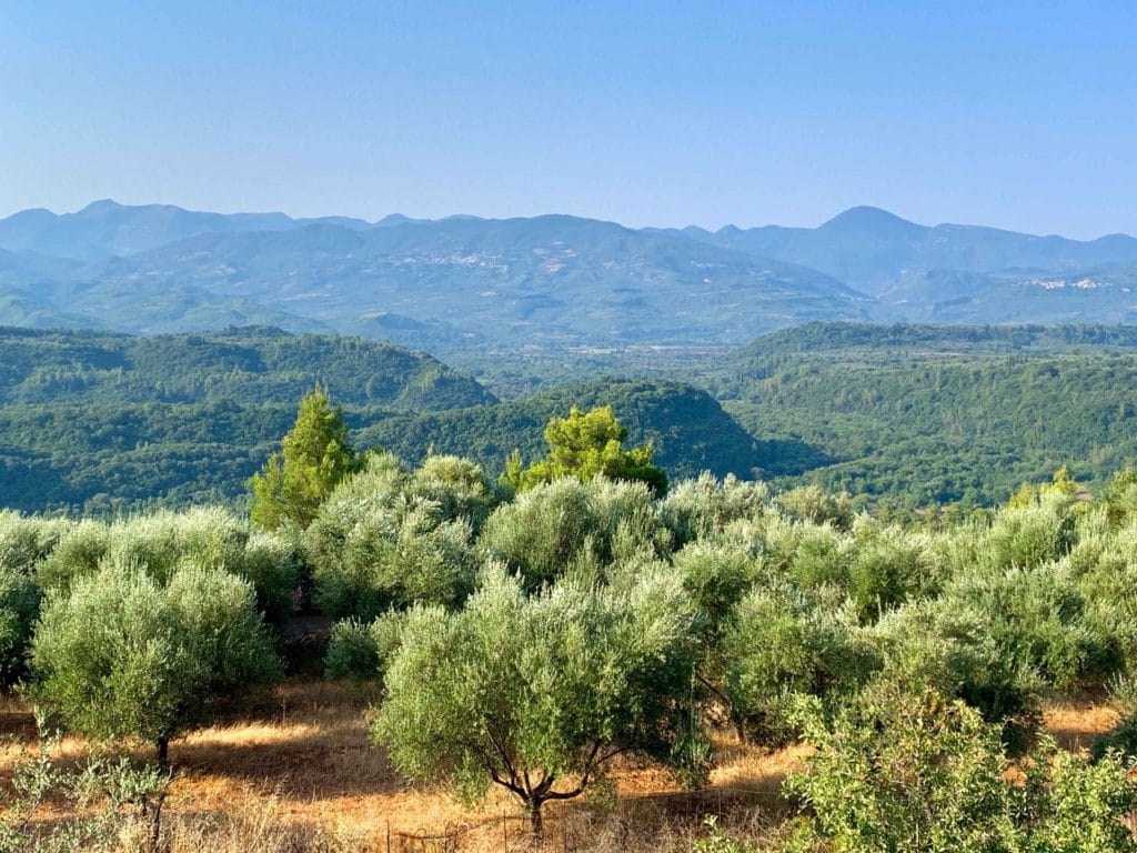 Olive trees in Kalamata