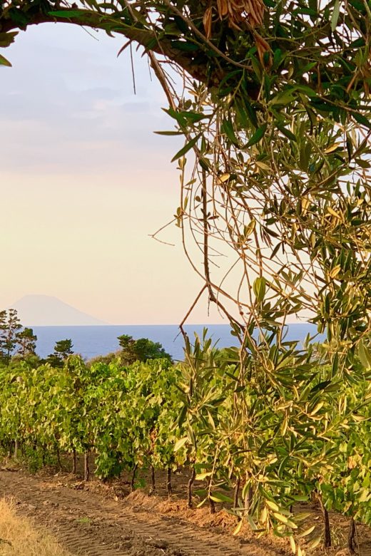 Planeta vineyard, Capo Milazzo