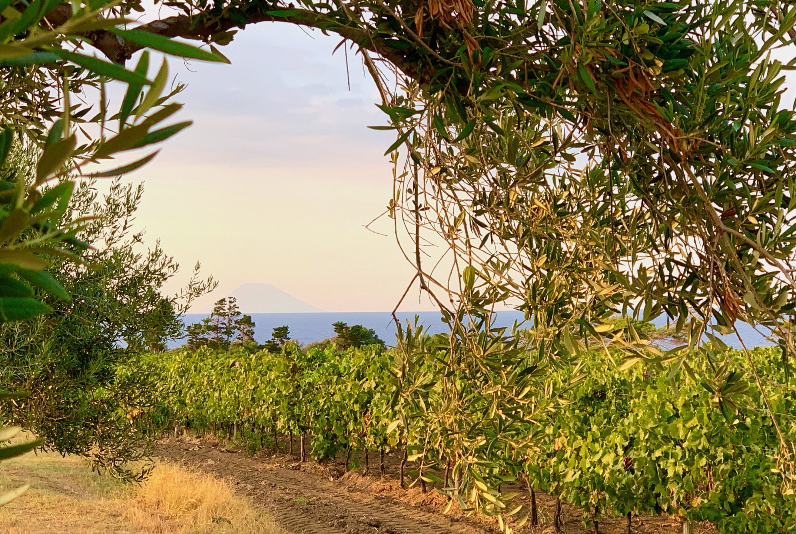 Planeta vineyard, Capo Milazzo