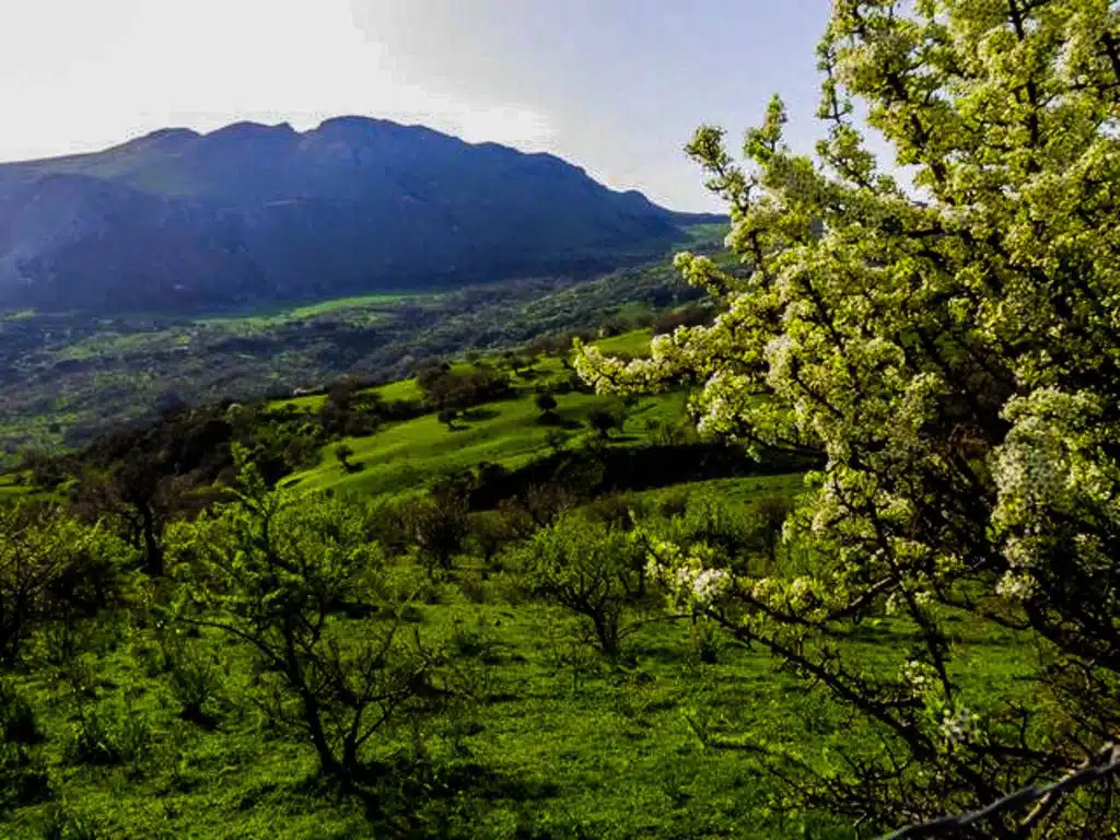 Spring blossom