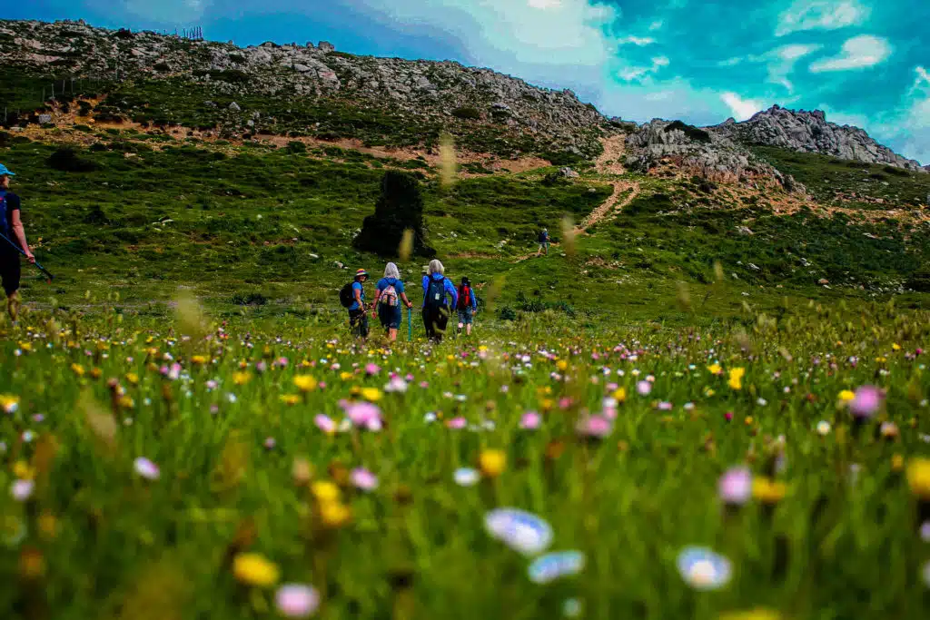 Spring flowers in the meadow
